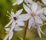 Atlantic camas